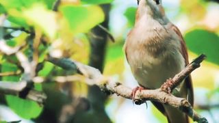 Burung kicau#bird