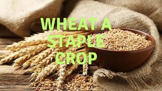 From Seed to Sourdough,Unraveling the Ancient Secrets of Wheat.
