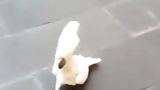 Parakeets that make dog sounds