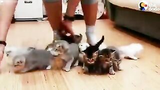 Taking care of kittens is hard work.
