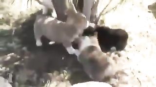 Dogs' Happy Daily Lives