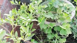 بہت اچھی معلوماتی ویڈیو