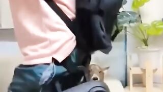 Funny short see dog danc man