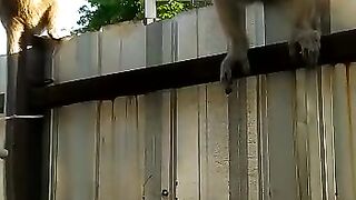two monkeys eating crackers
