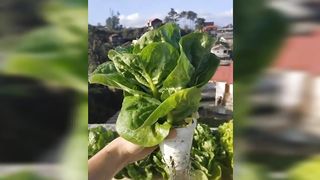 HOW TO START HYDROPONICS FOR BEGINNERS AT HOME