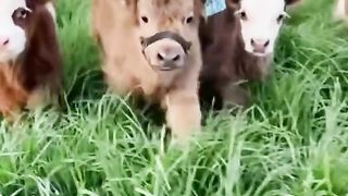 cute baby cow