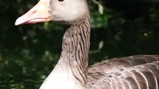 World's beautiful scenes and animals