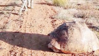 Young Jaguar attack on old tortoise