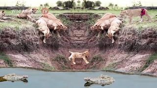 Jungle Life 2