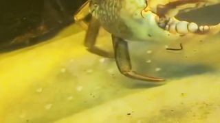 Kepiting dalam aquarium