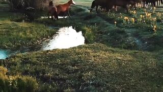 Horse 6 2