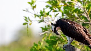 eagle 4k