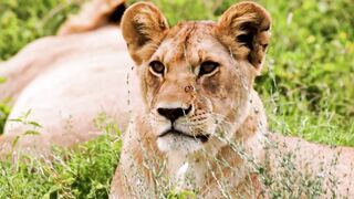 the mother lion is lying down 4k