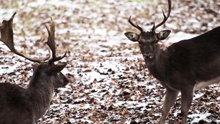 deers 4k