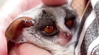 Эти крошечные кустики очаровательны