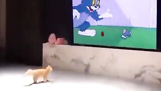 Cat funy momen