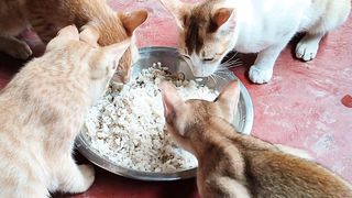 Hungary kitten etting time