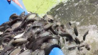 I Build an aquaponics System for Raised Climbing Perch Fish and Grow Mustard Green, Pak Choy