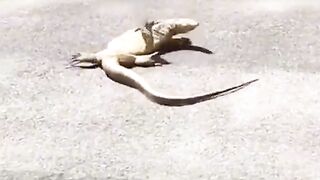 Animals Funny Moments