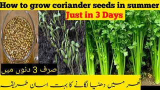 How to grow coriander seeds in home #viral #video #subscribe