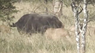 Jungle Life 3