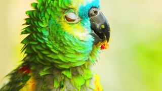 green parrot 4k