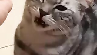 Hilarious Cat Fails: Cat Revolutionizes Comedy in 2023! 3
