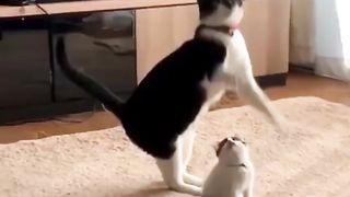 Unbelievable Cat Tricks That Will Leave You in Stitches! 2023 Edition