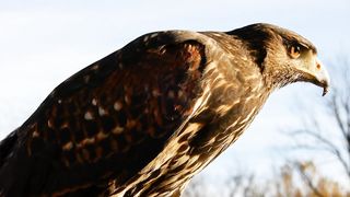 Mr. Eagle the king of birds 4k