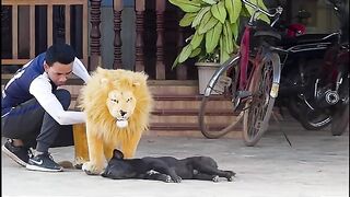 Tagar vs dog funny video