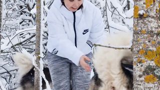 Fakta unik anjing husky