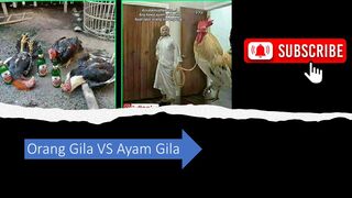 The Funny Rooster and the Crazy people - ayam lucu and orang gila