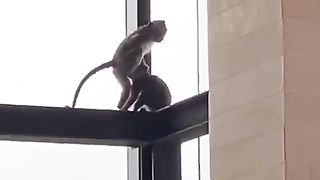Monkey funy