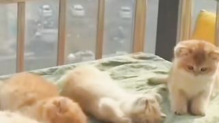 Funny video