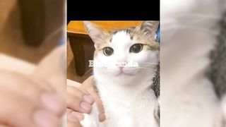 Adorable Cat