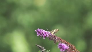 Biterfly and Flowers