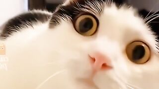 Кошка прикол 2