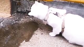I love cat