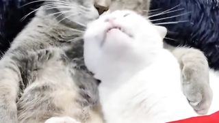 Crazy Cat Antics: Laugh Out Loud at the Funniest Cats of 2023! 3