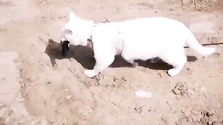 cute cat 37
