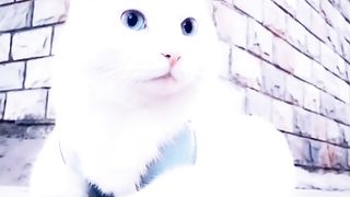 cut cat 4