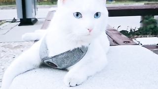 cut cat 5