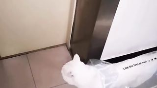 cut cat 6