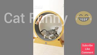 Funny Cute Cat Dance ???? ( tiktok)