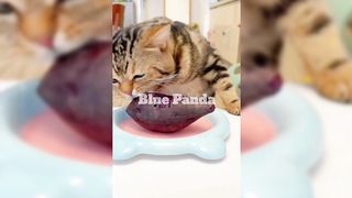 Kitten's Eating Funniest