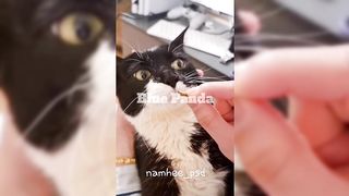 Funny and Adorable Cat