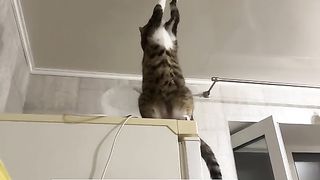 КОТКА  ЕЛЕКТРОТЕХНИК