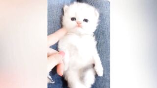 New Funny Dogs And Cats Videos ???????? - Funniest Animals Videos