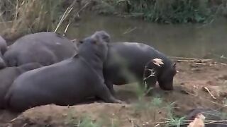 Aninmal get drunk from ripe Morula fruit