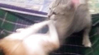 Animal lovers 531